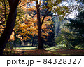 光差す紅葉の森林の公園⑴ 84328327