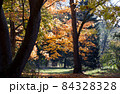 光差す紅葉の森林の公園⑵ 84328328