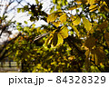 黄色い紅葉の枝葉⑴ 84328329