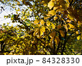 黄色い紅葉の枝葉⑵ 84328330