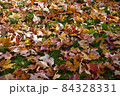 色とりどりの落ち葉の地面 84328331