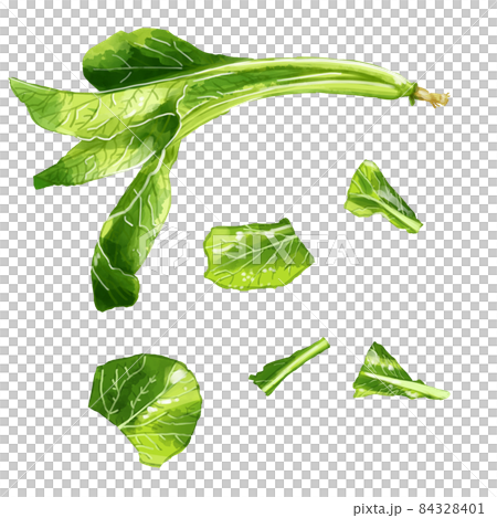 手繪水彩小松菜插圖集 84328401