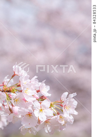 桜 84328533