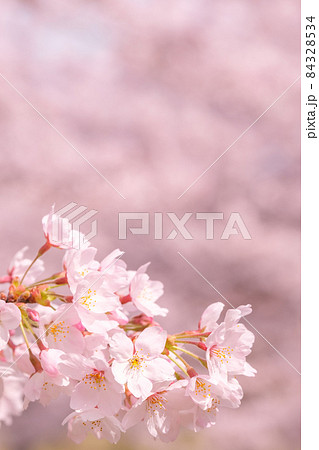 桜 84328534