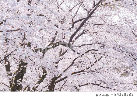 桜 84328535