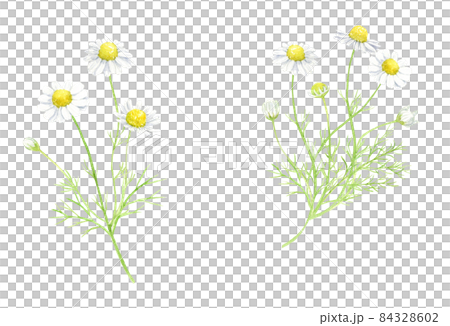 洋甘菊水彩插圖模擬手繪背景透明 84328602
