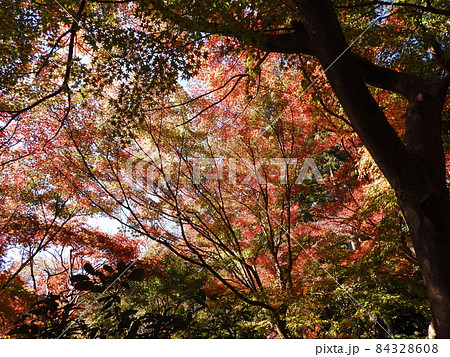 覚園寺　Kakuonji-temple 84328608