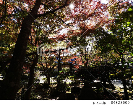 覚園寺　Kakuonji-temple 84328609