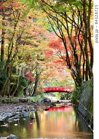 見頃を迎えた小国神社の紅葉 見頃を迎えた小国神社の紅葉 84328725