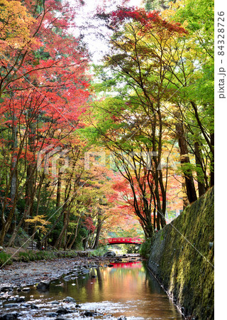 見頃を迎えた小国神社の紅葉 84328726