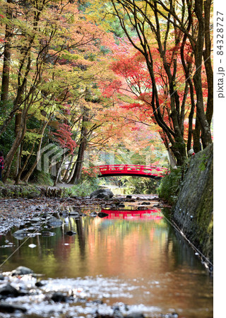 見頃を迎えた小国神社の紅葉 84328727