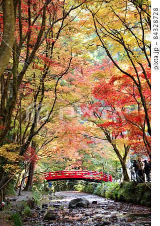 見頃を迎えた小国神社の紅葉 84328728