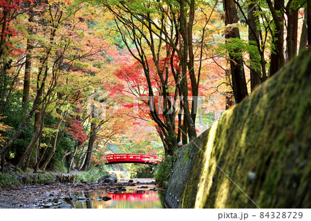 見頃を迎えた小国神社の紅葉 見頃を迎えた小国神社の紅葉 84328729