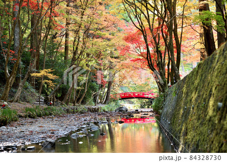 見頃を迎えた小国神社の紅葉 見頃を迎えた小国神社の紅葉 84328730