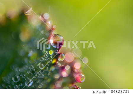 自然の造形　草の葉についた水玉 84328735