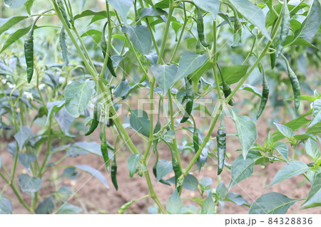 green colored chili tree firm with chili for harvest green colored chili tree firm with chili for harvest 84328836