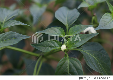green colored chili tree firm with chili for harvest green colored chili tree firm with chili for harvest 84328837