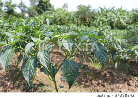 green colored chili tree firm with chili for harvest green colored chili tree firm with chili for harvest 84328842