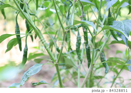 green colored chili tree firm with chili for harvest 84328851