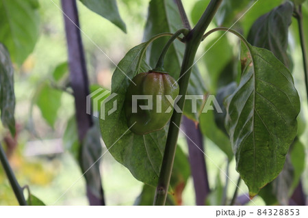 green colored chili tree firm with chili for harvest green colored chili tree firm with chili for harvest 84328853