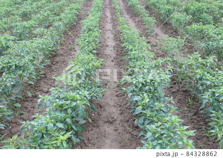 green colored chili tree firm with chili for harvest green colored chili tree firm with chili for harvest 84328862