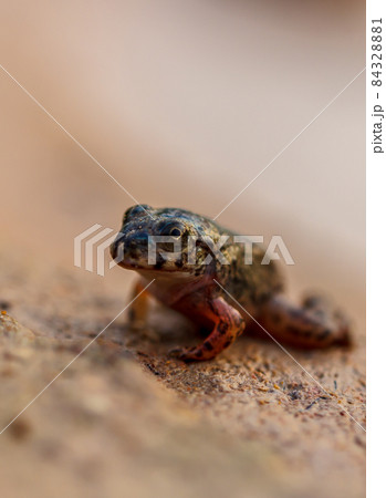 Tadpole Small in water Tadpole Small in water 84328881