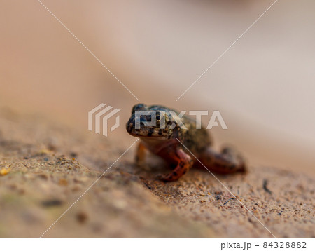 Tadpole Small in water Tadpole Small in water 84328882