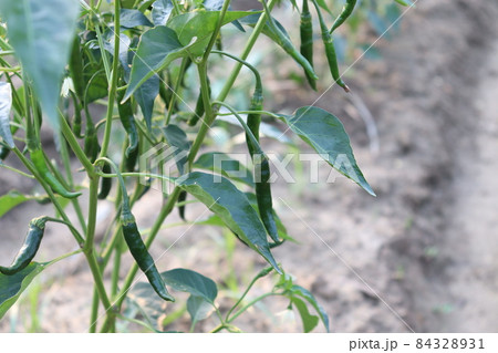 green colored chili tree firm with chili for harvest green colored chili tree firm with chili for harvest 84328931