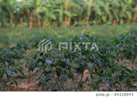 green colored chili tree firm with chili for harvest green colored chili tree firm with chili for harvest 84328943