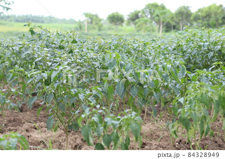 green colored chili tree firm with chili for harvest green colored chili tree firm with chili for harvest 84328949