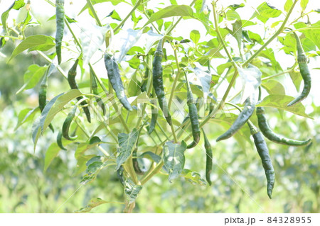 green colored chili tree firm with chili for harvest green colored chili tree firm with chili for harvest 84328955