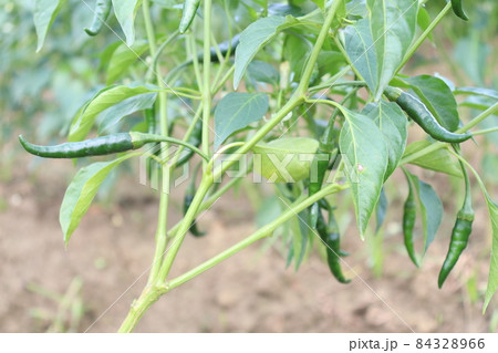 green colored chili tree firm with chili for harvest 84328966
