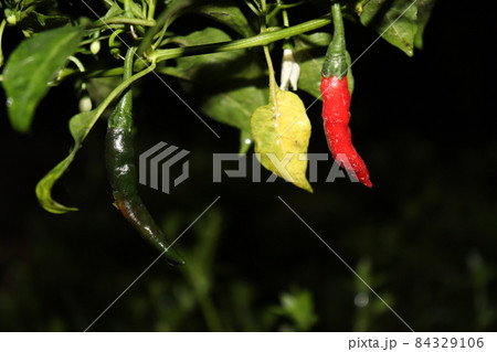 green colored chili tree firm with chili for harvest green colored chili tree firm with chili for harvest 84329106