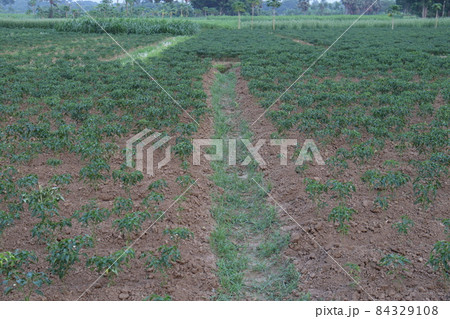 green colored chili tree firm with chili for harvest 84329108