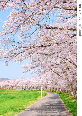 都幾川桜堤 84329166