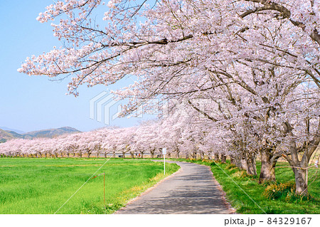 都幾川桜堤 84329167