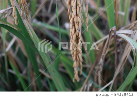 ripe paddy farm on field for harvest 84329412