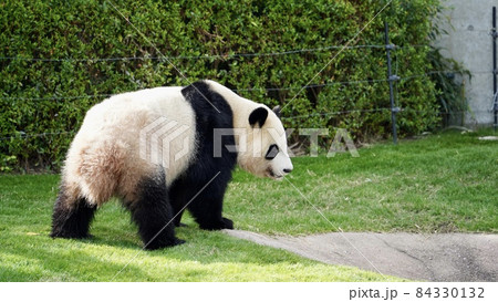パンダ 84330132