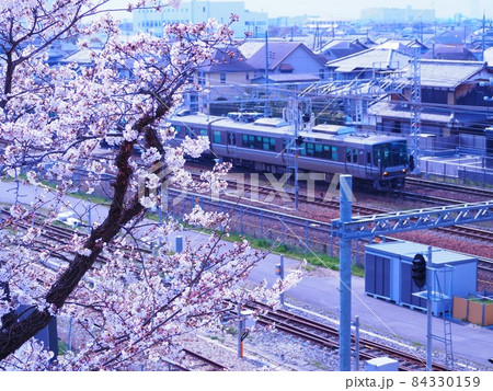 堤防の桜と電車 84330159