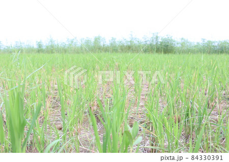 ripe paddy farm on field for harvest ripe paddy farm on field for harvest 84330391