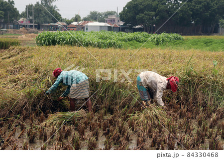 ripe paddy farm with farmer on field for harvest ripe paddy farm with farmer on field for harvest 84330468