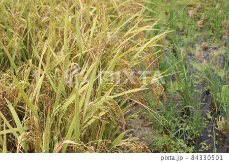 ripe paddy farm on field for harvest 84330501
