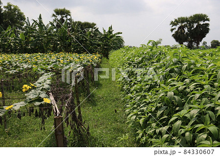 green colored jute farm on field for harvest and sell 84330607