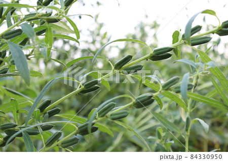 healthy and green sesame farm for harvest and business healthy and green sesame farm for harvest and business 84330950