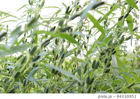 healthy and green sesame farm for harvest and business healthy and green sesame farm for harvest and business 84330951