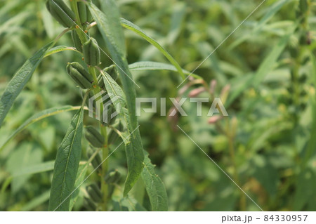 healthy and green sesame farm for harvest and business 84330957