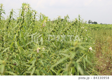 healthy and green sesame farm for harvest and business healthy and green sesame farm for harvest and business 84330958