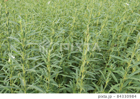 healthy and green sesame farm for harvest and business healthy and green sesame farm for harvest and business 84330984