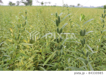 healthy and green sesame farm for harvest and business healthy and green sesame farm for harvest and business 84330985