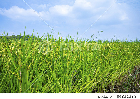 台湾 台中市 台中 84331338